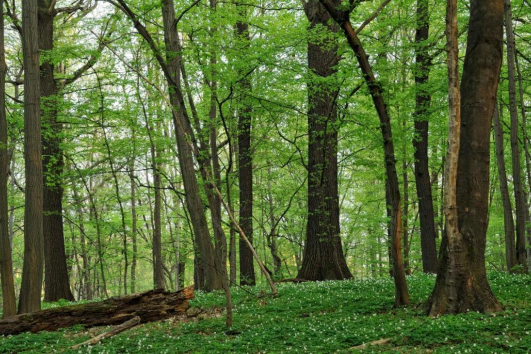 Beispiel eines Waldbiotopes