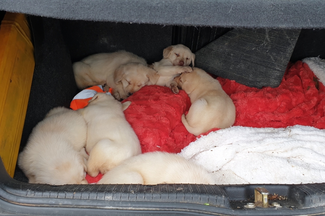 Aufgefundene Hundewelpen.