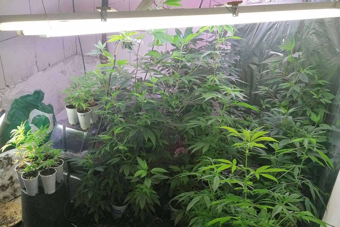 Betäubungsmittelfund / Marihuana-Pflanzen