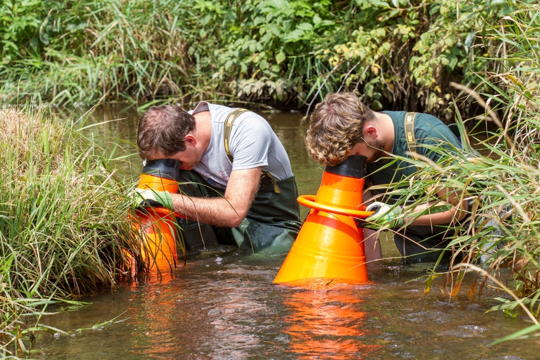 Wissenschaftler im Projekt ArKoNaVera kontrollieren den Bestand der Flussperlmuschel in einem Bach im Vogtland