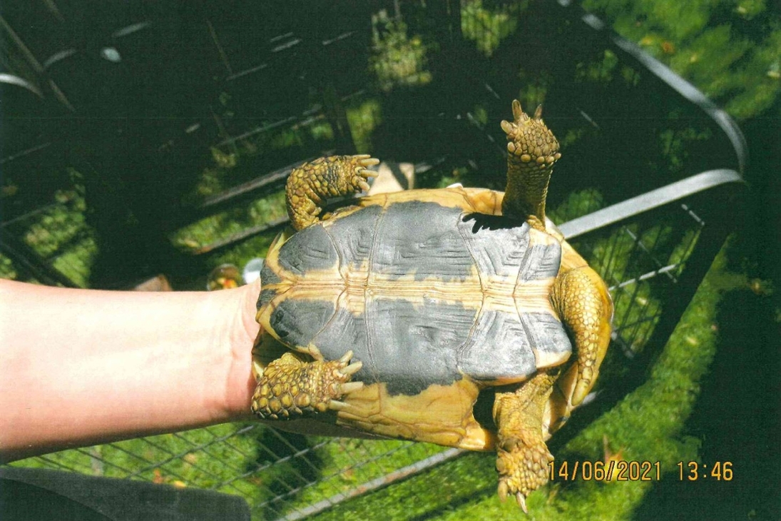 Schildkröte