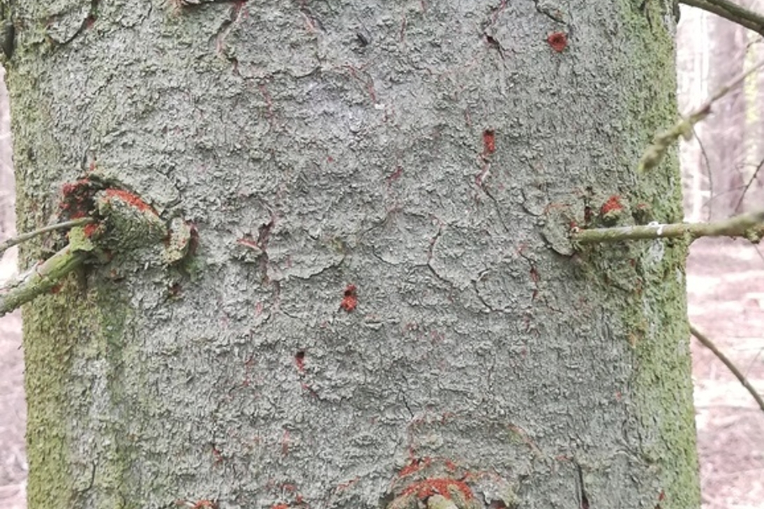 Frischer Befall durch Borkenkäfer ist mitunter nicht leicht zu erkennen: Die kleinen Einbohrlöcher und das braune Bohrmehl sind hier aber eindeutig.