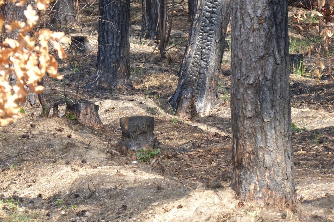 Insbesondere auf trockenen Böden wie hier in Nordsachsen steigt die Waldbrandgefahr bei hohen Temperaturen stark an.