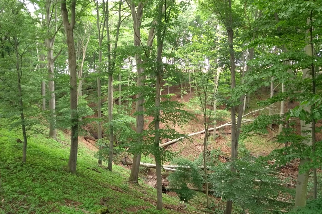 Bodensaure Buchenwälder, wie hier im Seußlitzer Grund (Naturschutzgebiet Seußlitzer und Gauernitzer Gründe) im Landkreis Meißen, bilden wertvolle Lebensräume