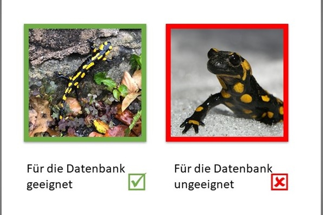 Für die Bestandserfassung ist es wichtig, dass die Feuersalamander von oben fotogrfaiert werden, sodass man ihre charakteristische Zeichnung gut erkennen kann.