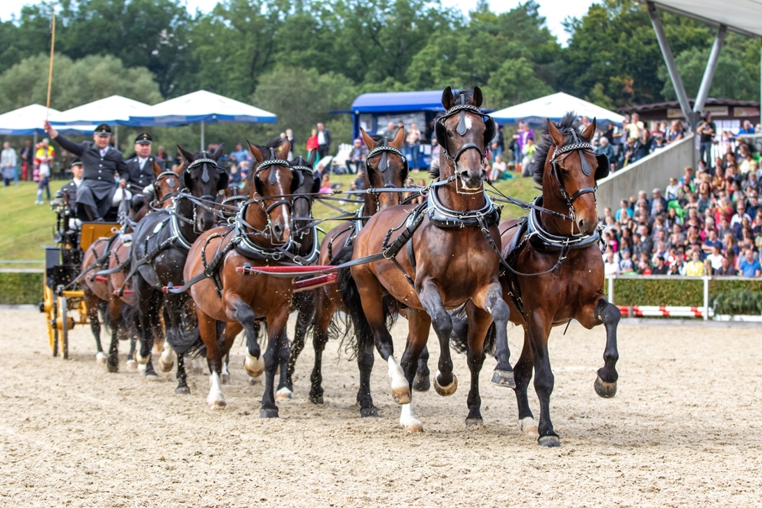 Dem Sächsisch-Thüringischen Schweren Warmblut kommt als regionale Rasse mit besten Fahreigenschaften eine besondere Bedeutung in der Sächsischen Gestütsverwaltung zu. Die großen Mehrspänner bis hin zum Sechzehnerzug repräsentieren die Rasseeigenschaften des Schweren Warmbluts zu den Moritzburger Hengstparaden auf eindrucksvolle Weise.