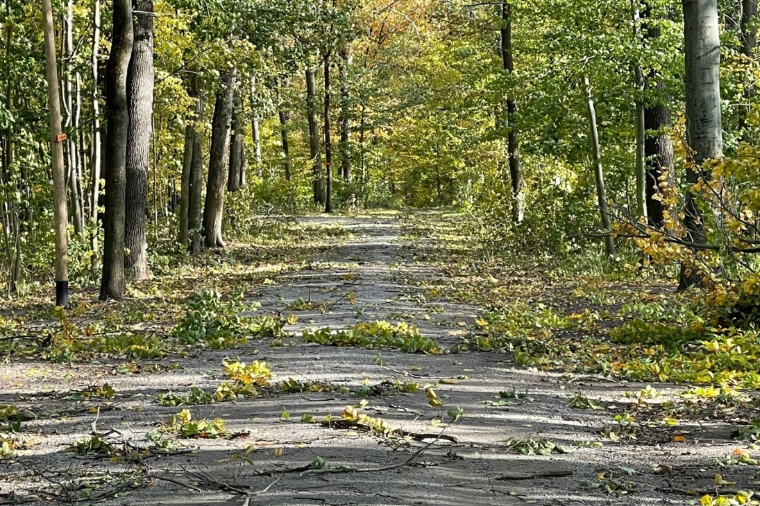 Die erste Einschätzung zeigt: Sachsens Wälder sind glimpflich davon gekommen. Dennoch brachen während des gestrigen Sturms Äste und Kronenteile ab, Bäume wurden geworfen und gebrochen.