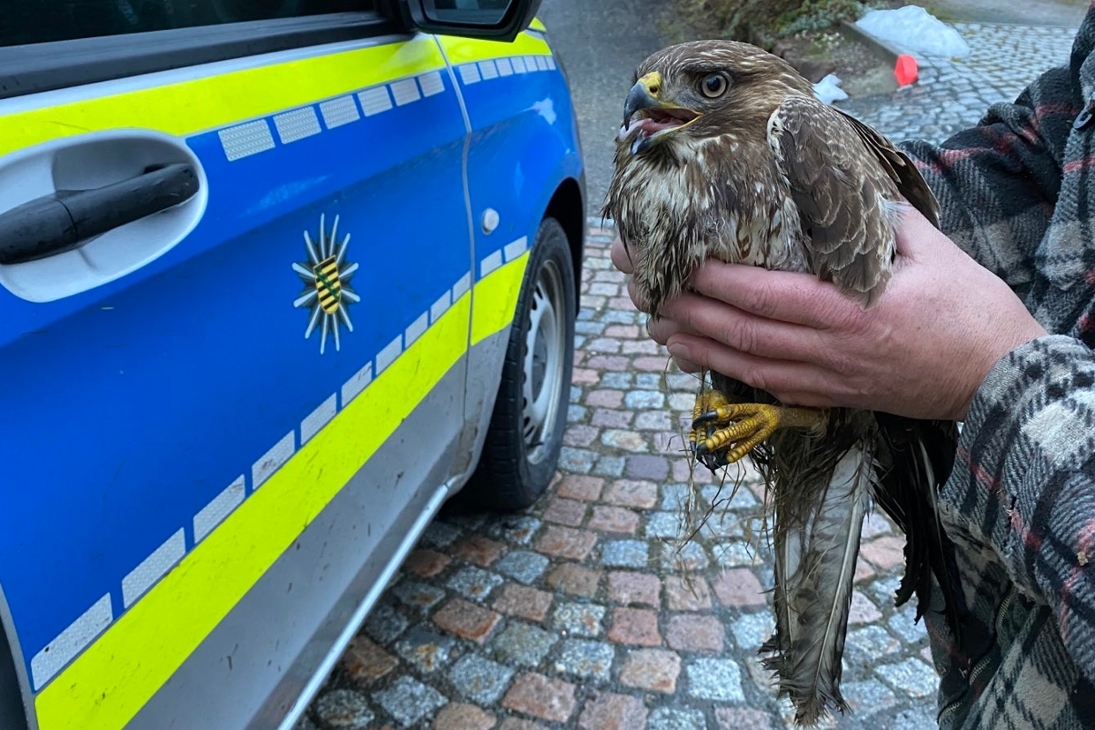 Mäusebussard