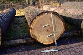 Foto: Diese Eiche aus dem Landeswald im Forstbezirk Leipzig erzielte mit fast 1.500 Euro je Kubikmeter das höchste Gebot auf der diesjährigen Submission von Sachsenforst