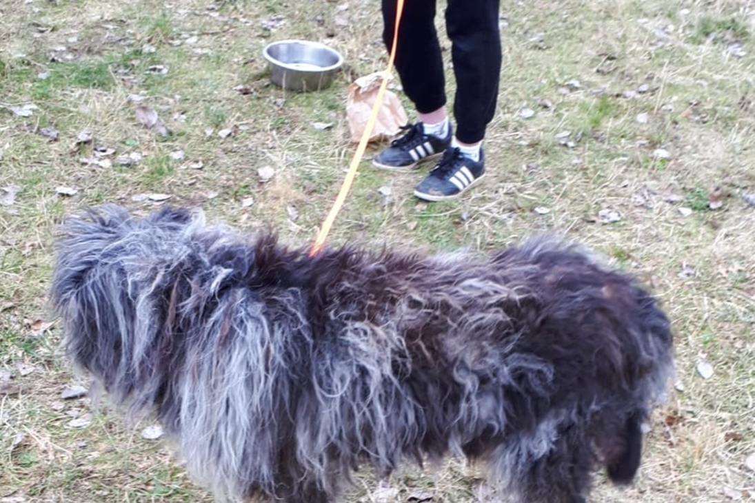 Besitzer von diesem Hund gesucht