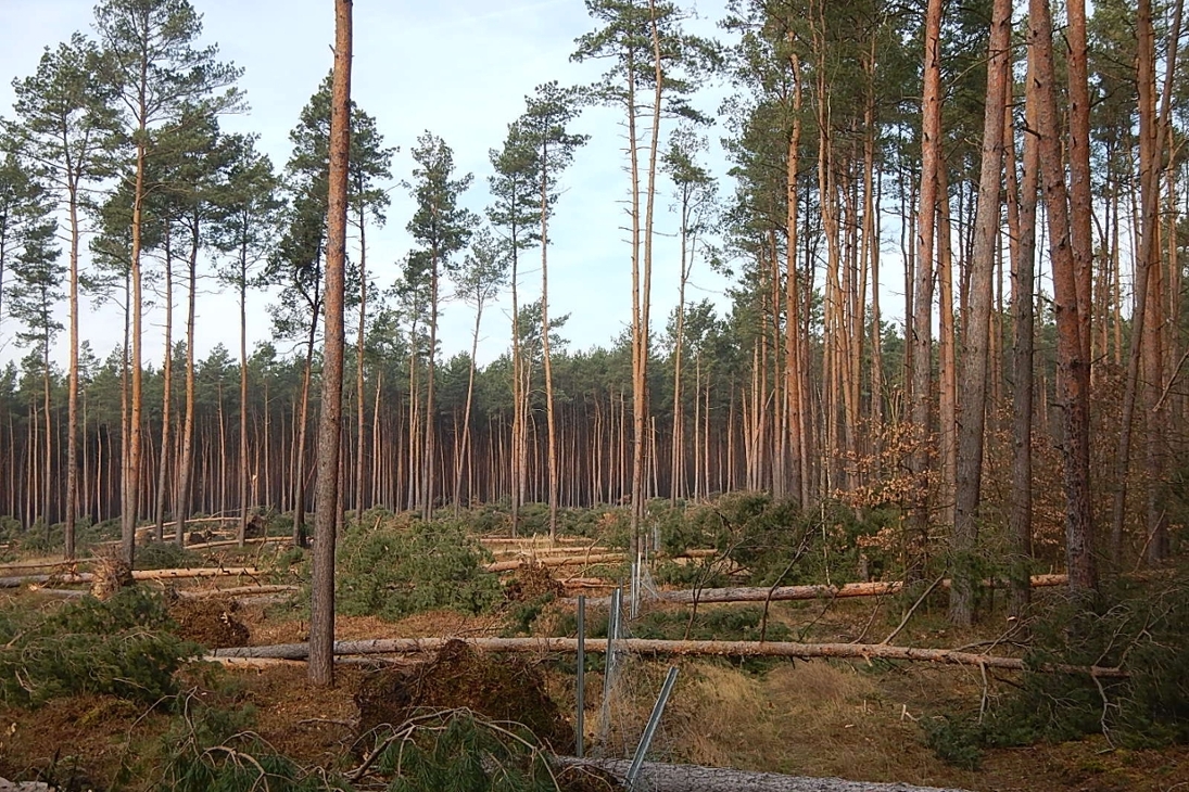 Welche Schäden die Orkantiefs „Ylenia“ und „Zeynep“ in den sächsischen Wäldern verursachen, ist derzeit noch nicht abschätzbar.