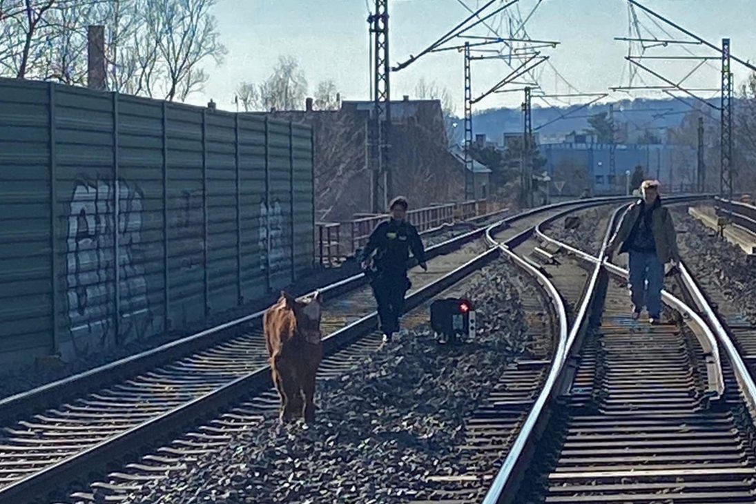 Kalb Anton auf der Flucht.