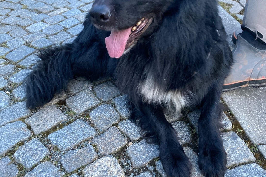 Dieser Hund wurde in Lichtenstein aufgegriffen.