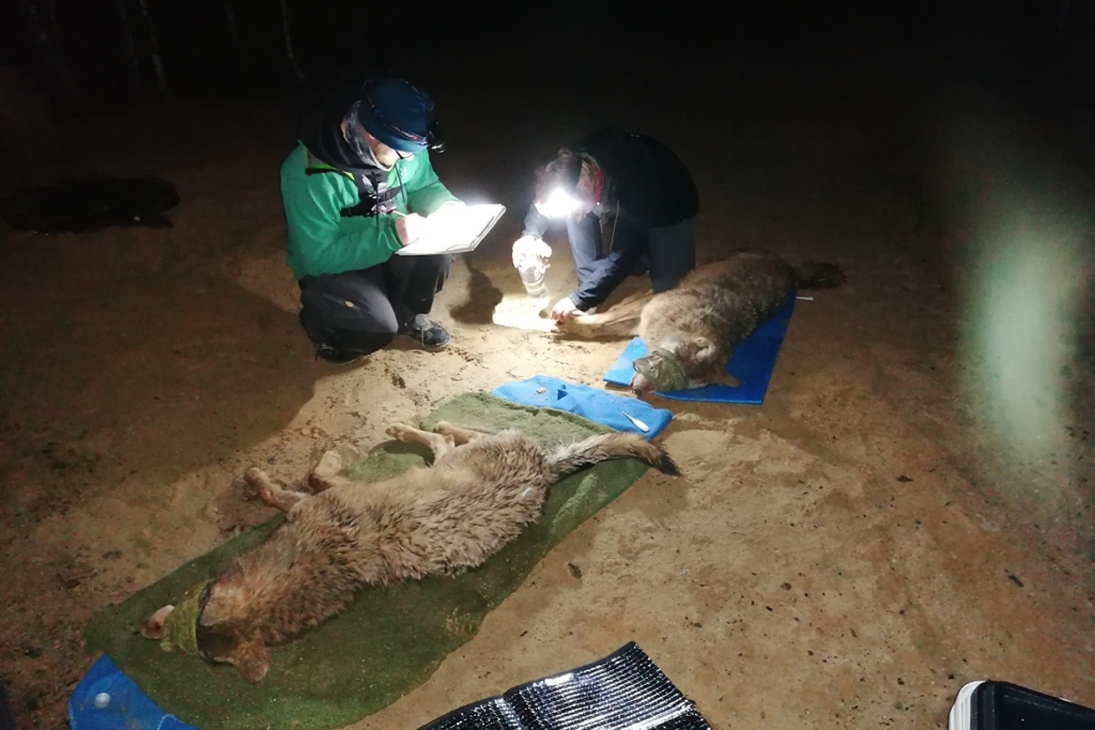 Die beiden Wolfsfähen FT16 und FT17 werden nach dem Fang untersucht und bekommen anschließend das Sendehalsband angelegt.
