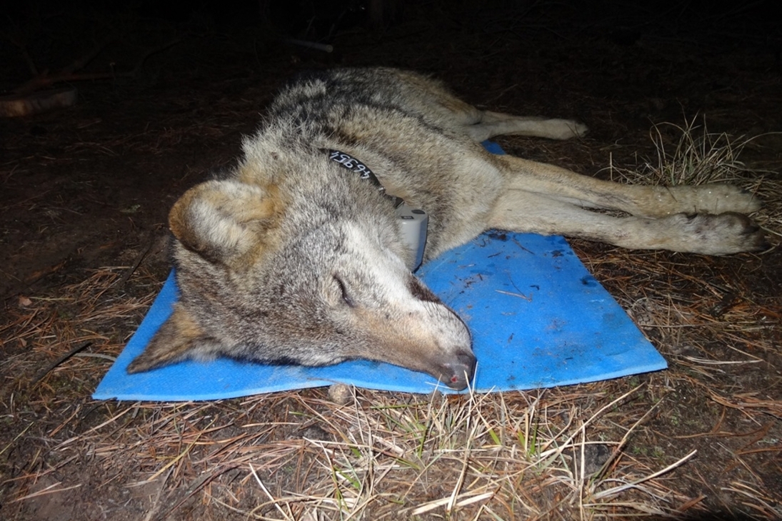 Die Wölfin FT18 „Sofi“ hat ihr Sendehalsband bereits angelegt bekommen und wacht langsam aus der Betäubung auf.