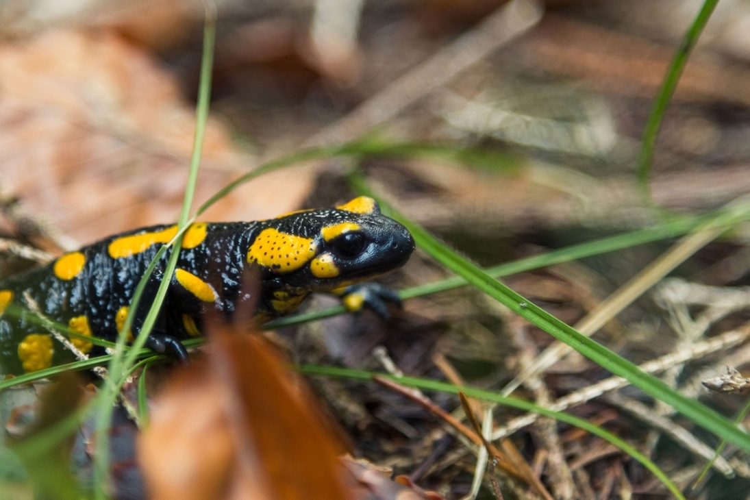 Nahaufnahme eines Feuersalamanders im Unterholz