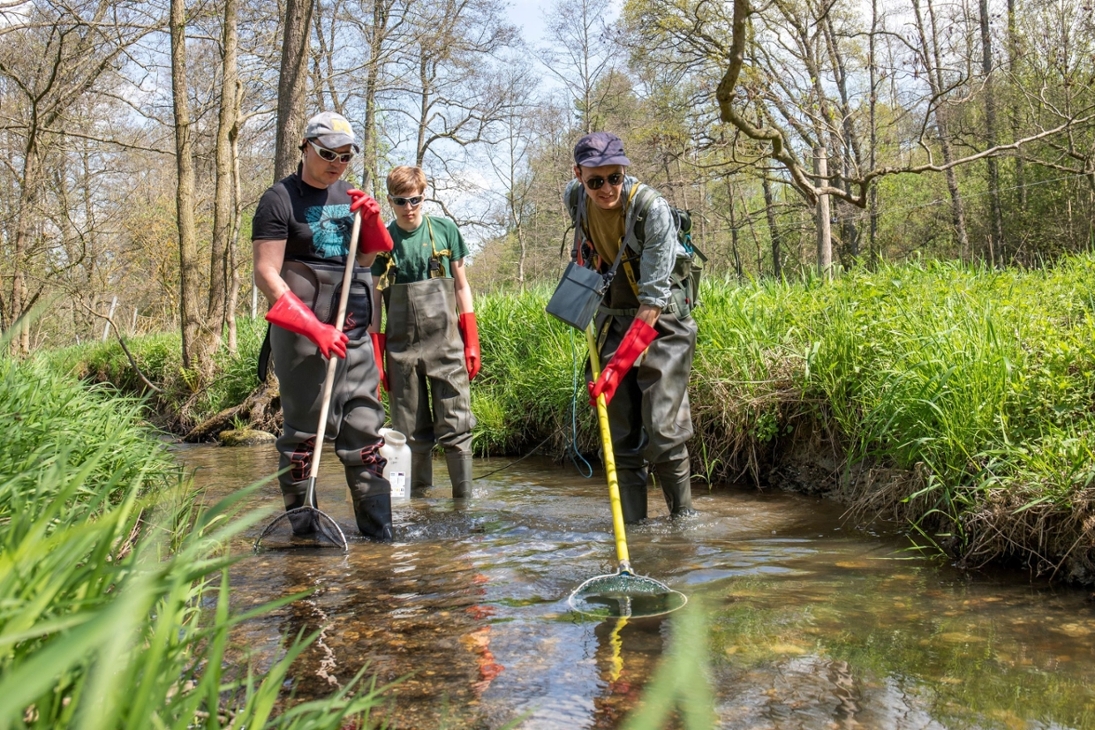 Mitarbeiter des Instituts für Hydrobiologie der TU Dresden führten eine schonende Elektrobefischung in den sächsischen Flussperlmuschelgewässern durch.