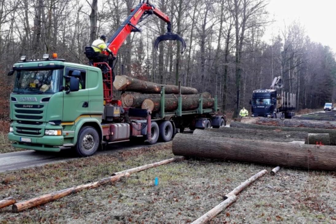 Holztransporter verlädt Stämme auf dem Submissionsplatz