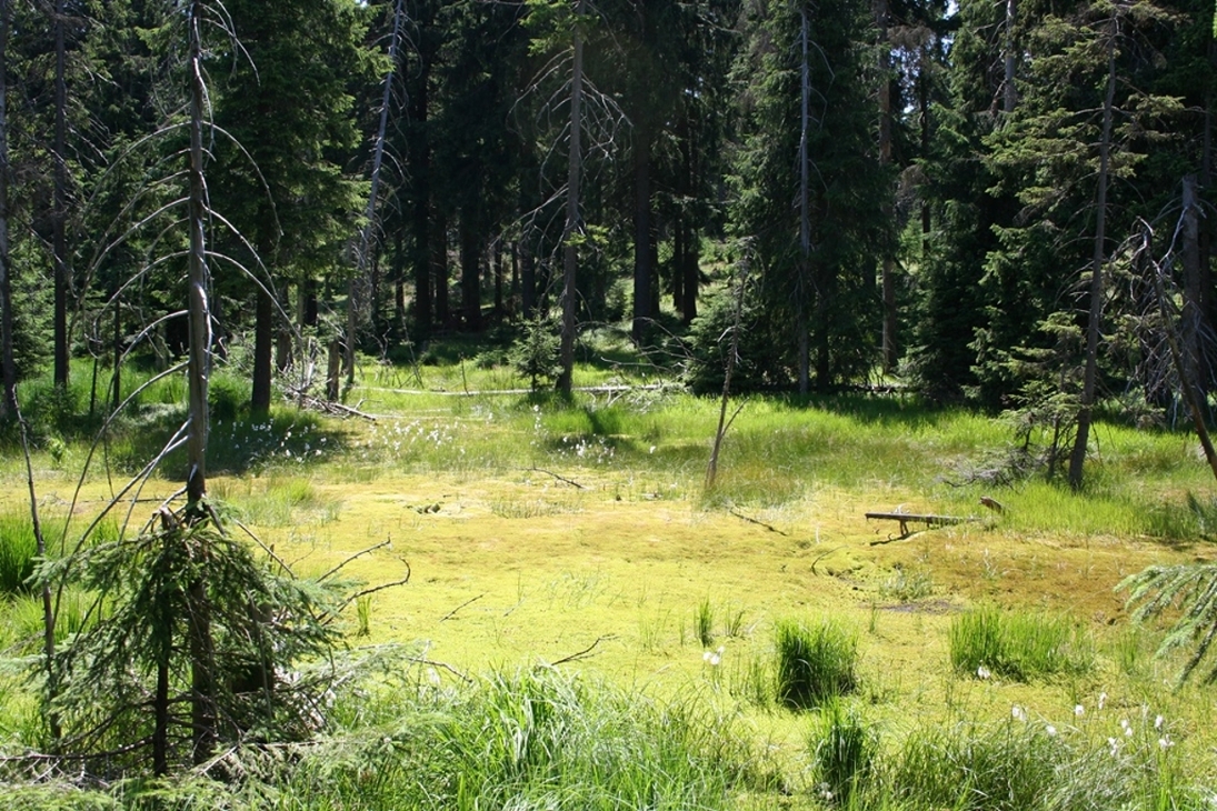 Das Moor am Pfahlberg bei Oberwiesenthal ist eines der insgesamt zehn Revitalisierungsobjekte, dessen Zustand durch eine Wassereinspeisung aus dem Umfeld im Projekt MooReSax gesichert und weiter verbessert wird.