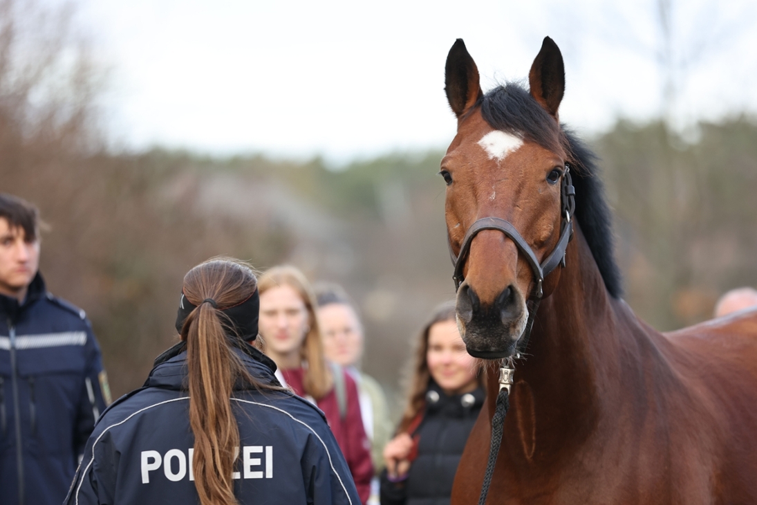 Besucherinnen des Hochschulinformationstages an der Hochschule der Sächsischen Polizei (FH) informieren sich über die Reiterstaffel der Polizei Sachsen.