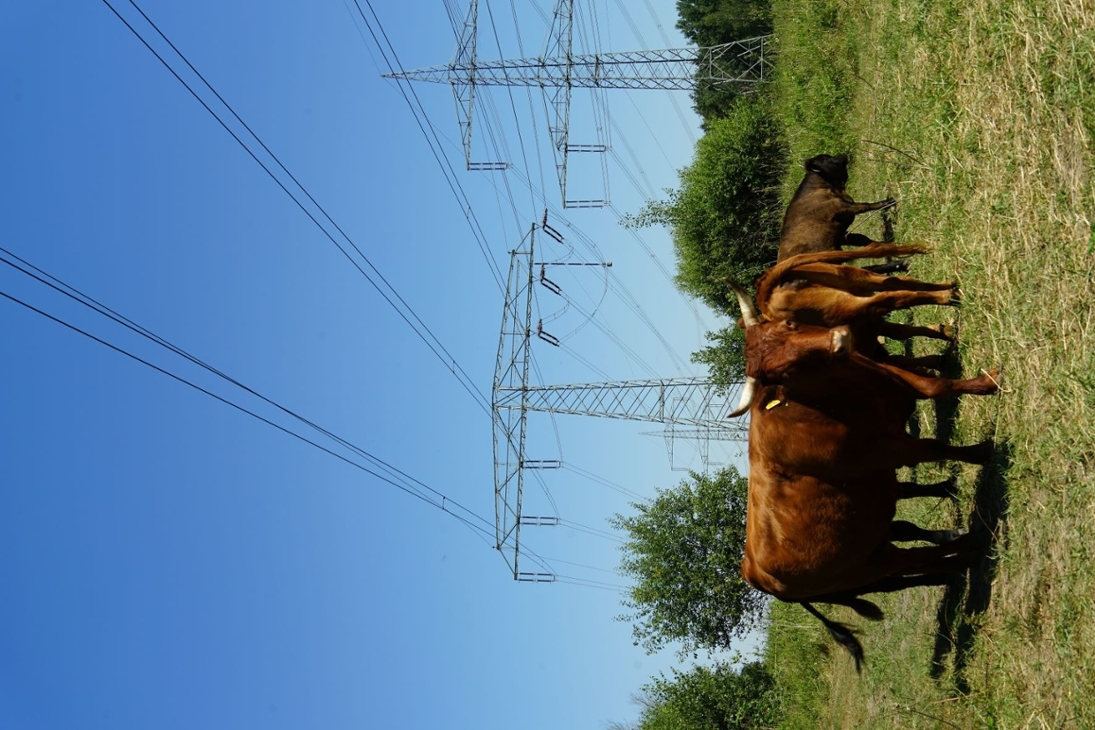 Rinder statt Forstmulcher