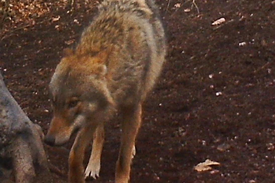 Die Aufnahme des Wolfes stammt aus einer privaten Wildkamera im Raum Crimmitschau