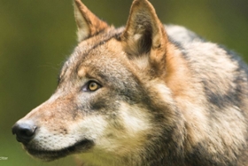 Foto: Symbolbild Wolf