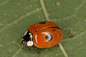 Foto: Zweipunkt-Marienkäfer