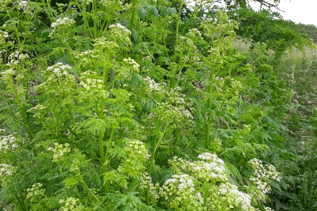 Gefleckter Schierling (Conium maculatum)