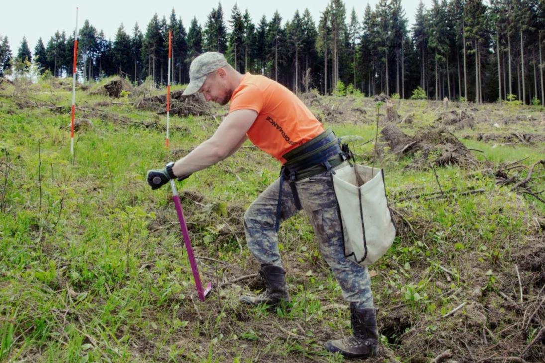 Vor allem die Wiederbewaldung geschädigter Flächen steht bei den Pflanzarbeiten in diesem Jahr im Fokus von Sachsenforst.