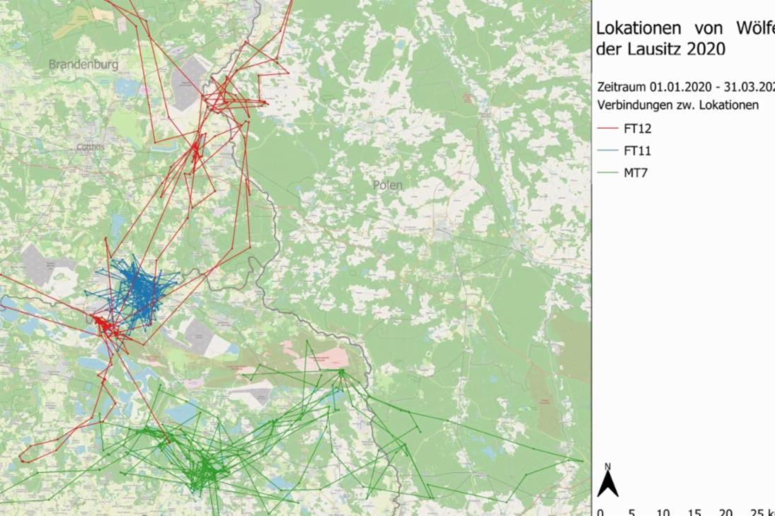 Dargestellt sind die Bewegungsmuster von drei besenderten sächsischen Wölfen: MT7 &quot;Hans&quot; und FT12 &quot;Juli&quot; bis 31.3.; &quot;Lottas&quot;  Sender ist nach dem 26. Februar verstummt.