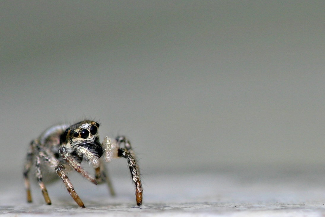 Zebra-Springspinne