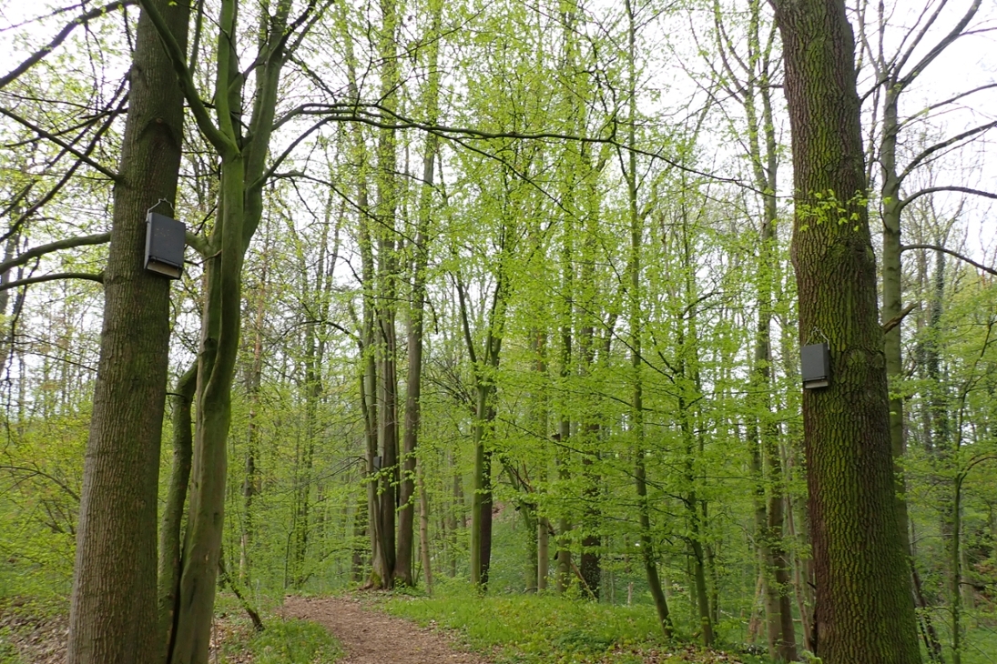 Ansiedlungshilfen für kleine Fledermäuse am Giksteich