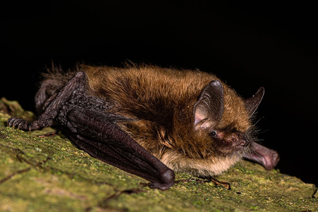 Die Nymphenfledermaus bewohnt die Laubwälder an der  Mulde