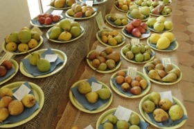 Foto: Präsentation alter Obstsorten auf Streuobsttagung
