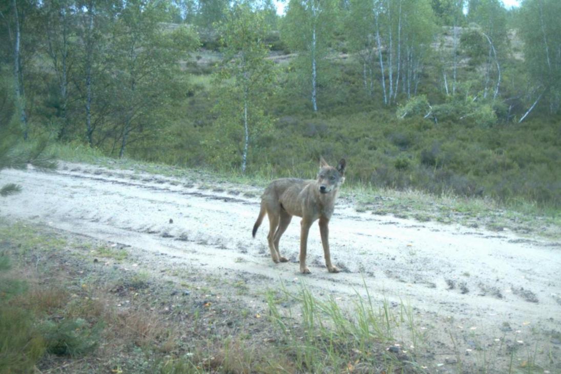 Symbolbild Jährlingsrüde