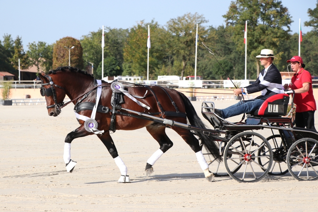 Der fünfjährige Schwere Warmbluthengst VALENTINO v. Veltin aus der Sächsischen Gestütsverwaltung (SGV) an den Leinen von Lars Krüger zur Siegerehrung der WM 2023 in Frankreich.