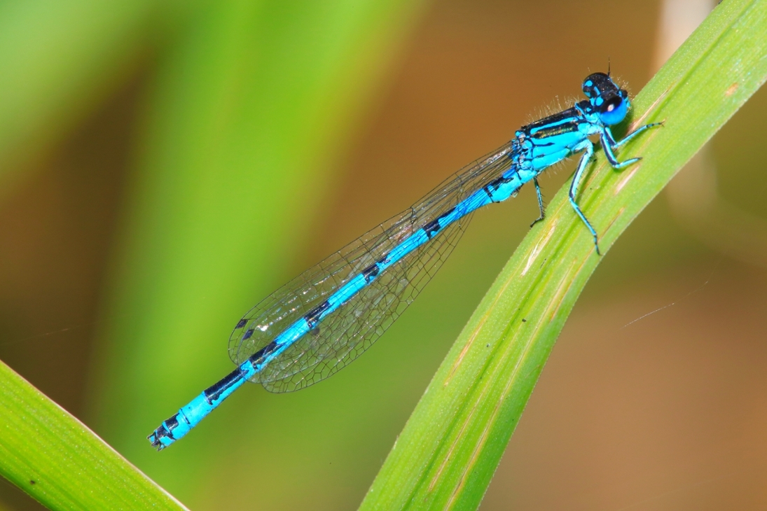 Die Helm-Azurjungfer (Coenagrion mercuriale) gilt in Deutschland als stark gefährdet und muss daher besonders geschützt werden.