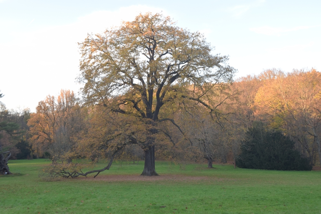 Herbststimmung im Schlosspark Wechselburg