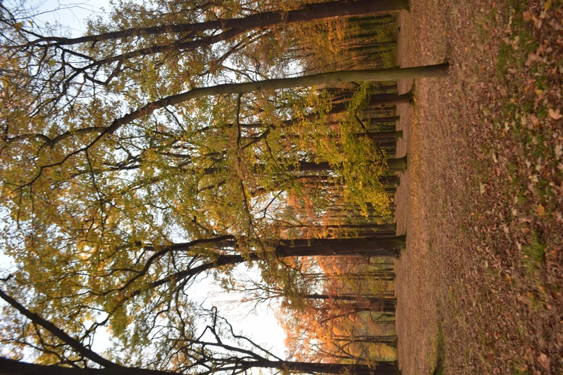 Herbststimmung im Schlosspark Wechselburg.