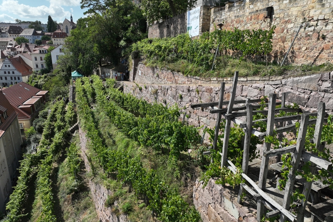 Ökologischer Weinberg der Sächsischen Landesstiftung Natur und Umwelt am Burgberg zum Tag des offenen Weingutes 2023