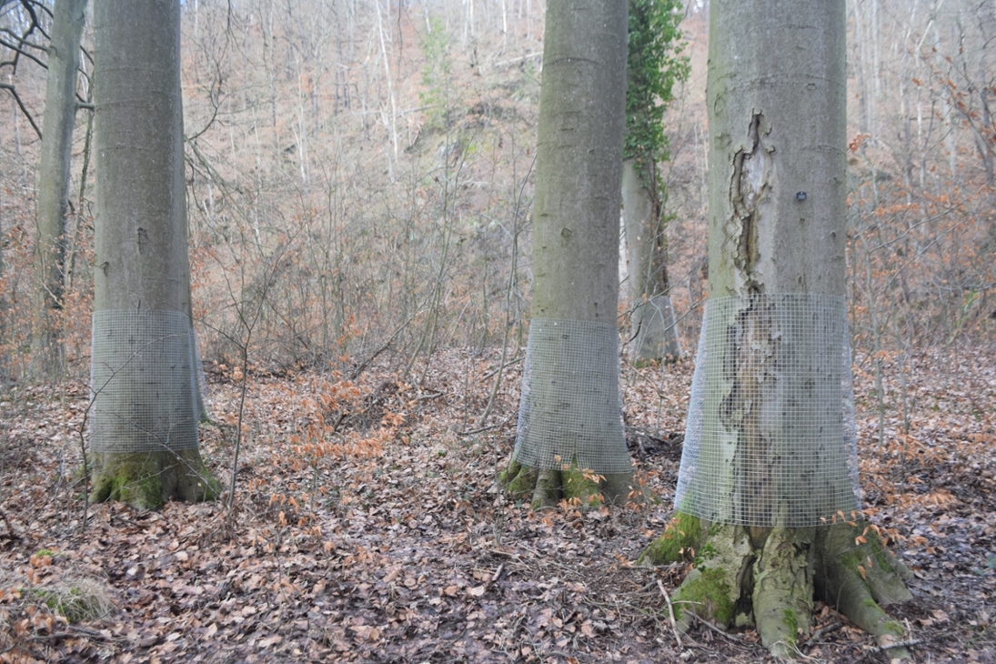 Schutz der Buchen vor Biberfrass in Wechselburg