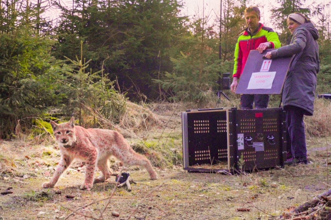 Auswilderung Luchsmännchen Juno