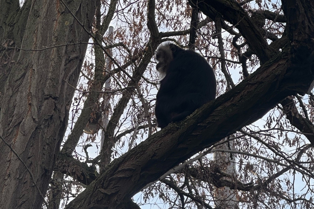 Bartaffe Ruma auf einem Baum im Stadtteil Reudnitz-Thonberg sitzend.