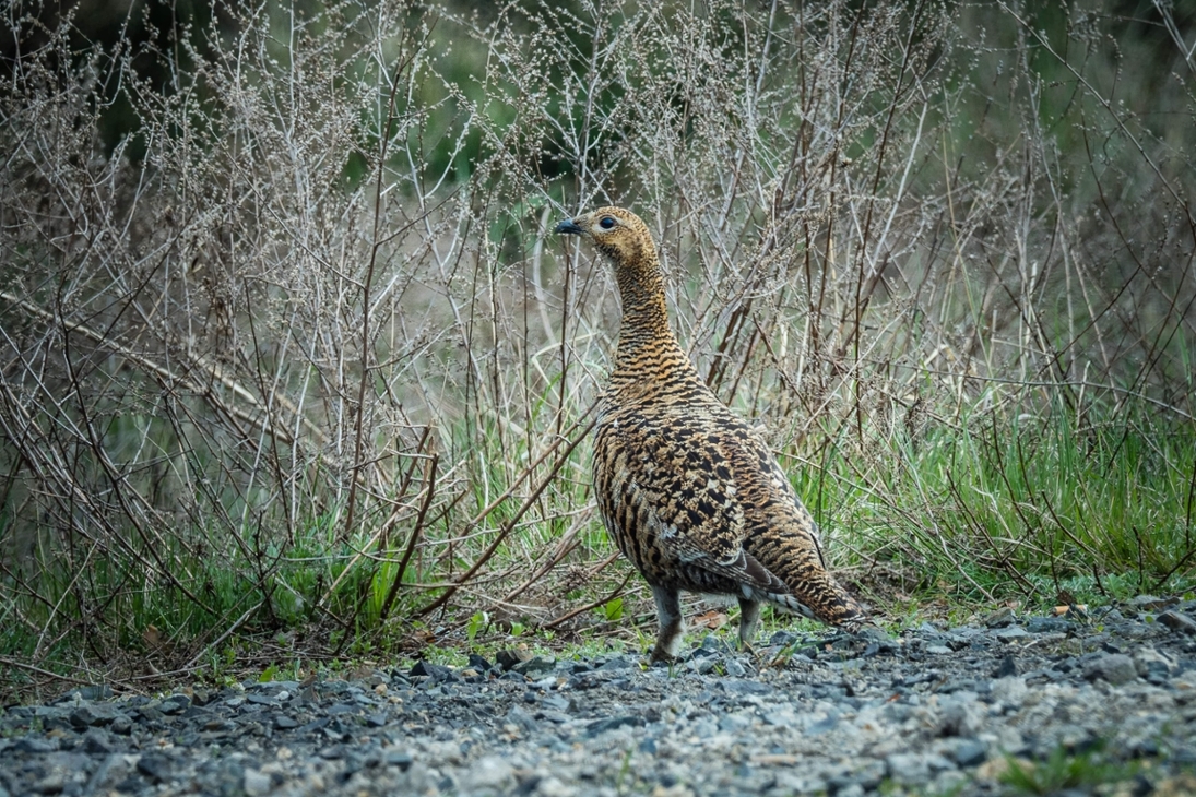 Birkhenne am Rande der Muskauer Heide