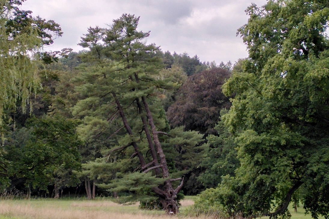 Die Weymouth-Kiefer im Schlosspark Wechselburg vor dem Unwetter
