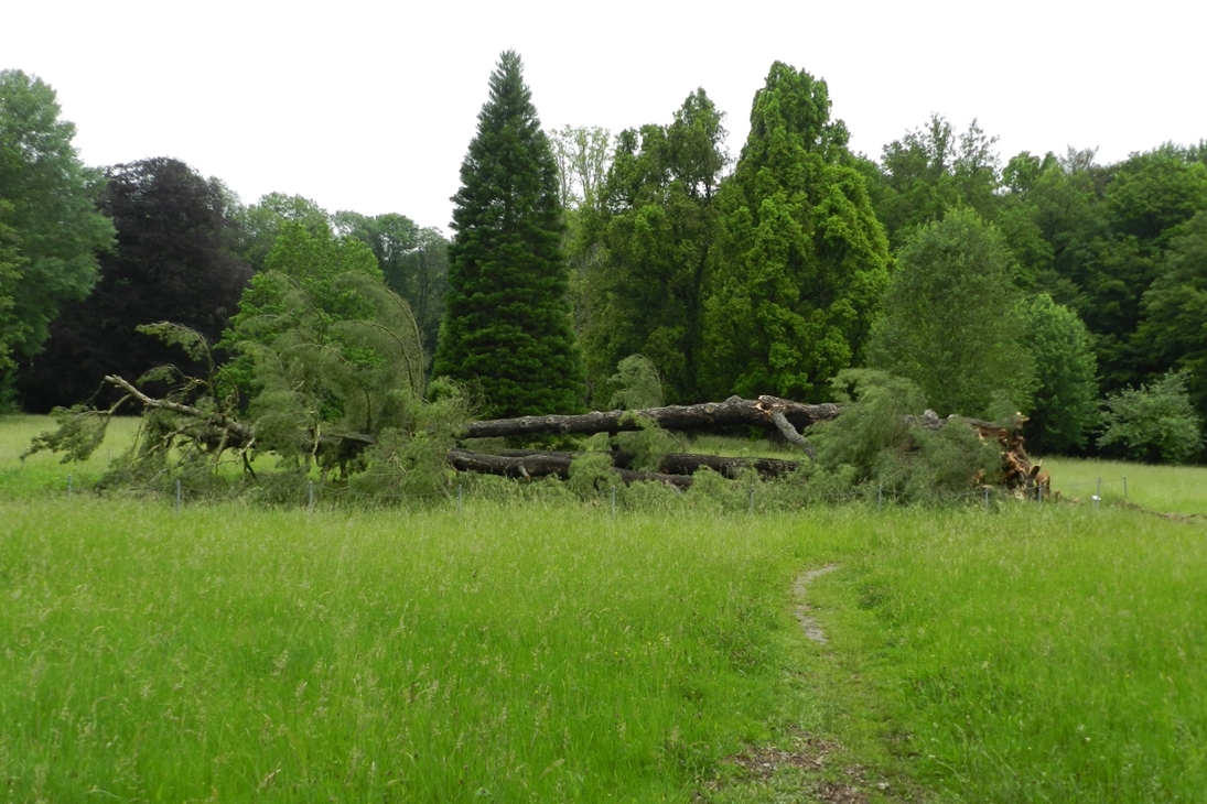 Umgestürzte Weymouth-Kiefer im Schlosspark Wechselburg