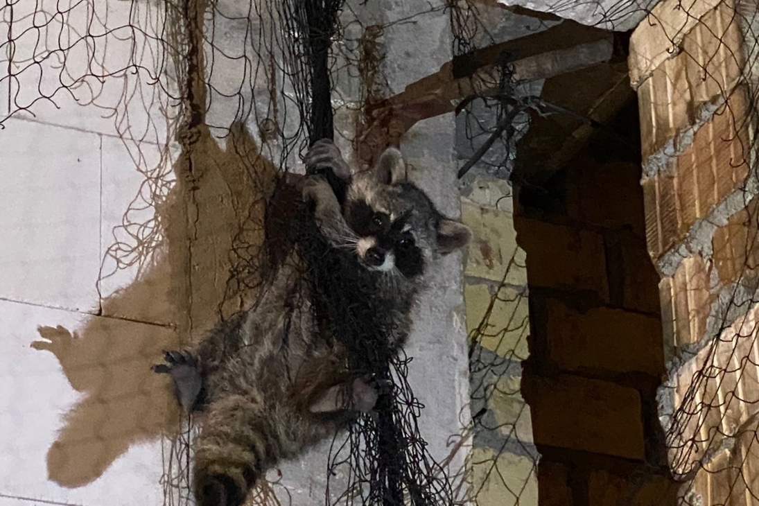 Waschbär in Taubennetz