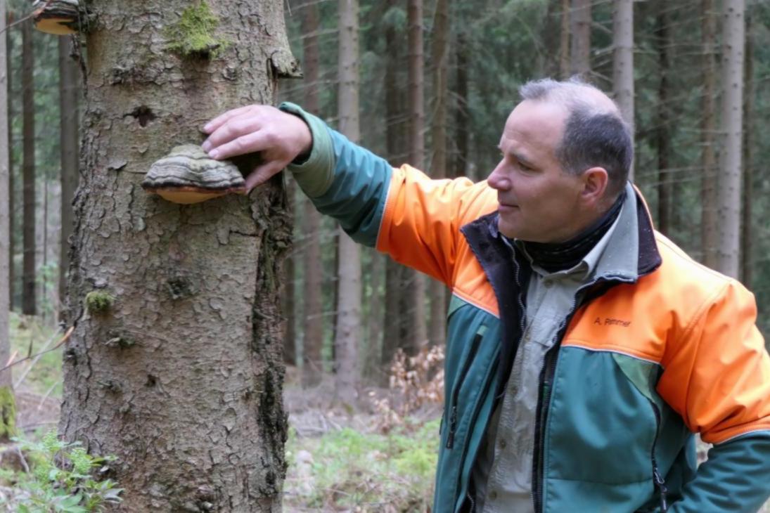 Stehendes Totholz – eine Selbstverständlichkeit im Revier Eibenstock