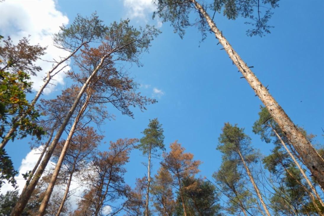 Einzel- und gruppenweise abgestorbene Kiefern in Nord-Sachsen: Nach der Fichte ist die Kiefer von den aktuellen Waldschäden am stärksten betroffen